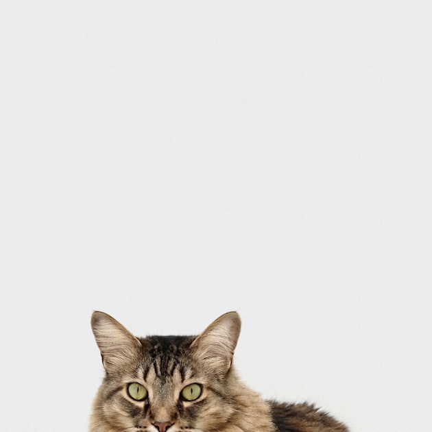 Why Kitty Beans Matter