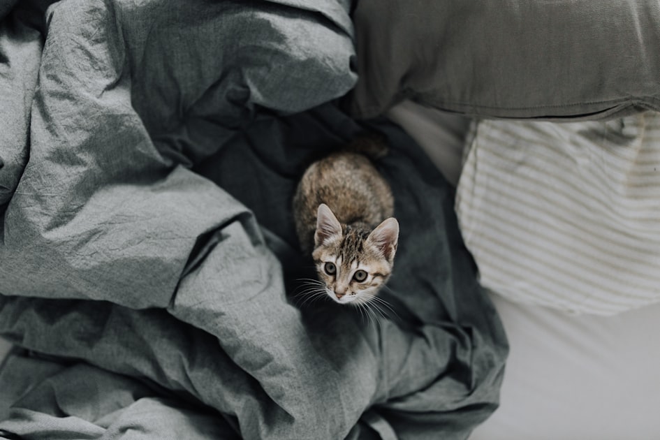 Capturing the Perfect Kitty Bean Photo